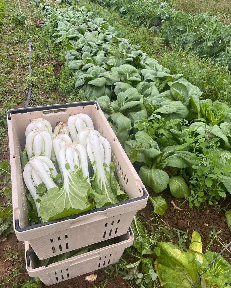 Whole Plant Harvesting