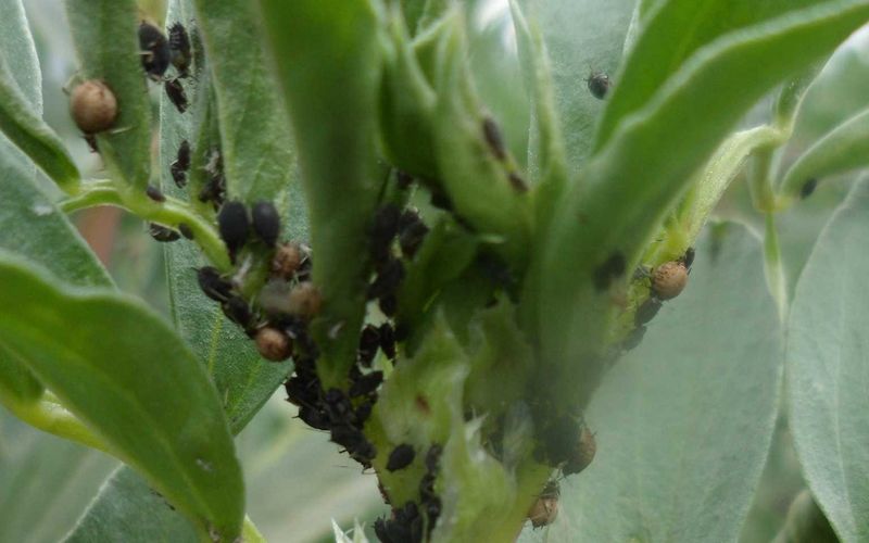 Check for Pest Infestations