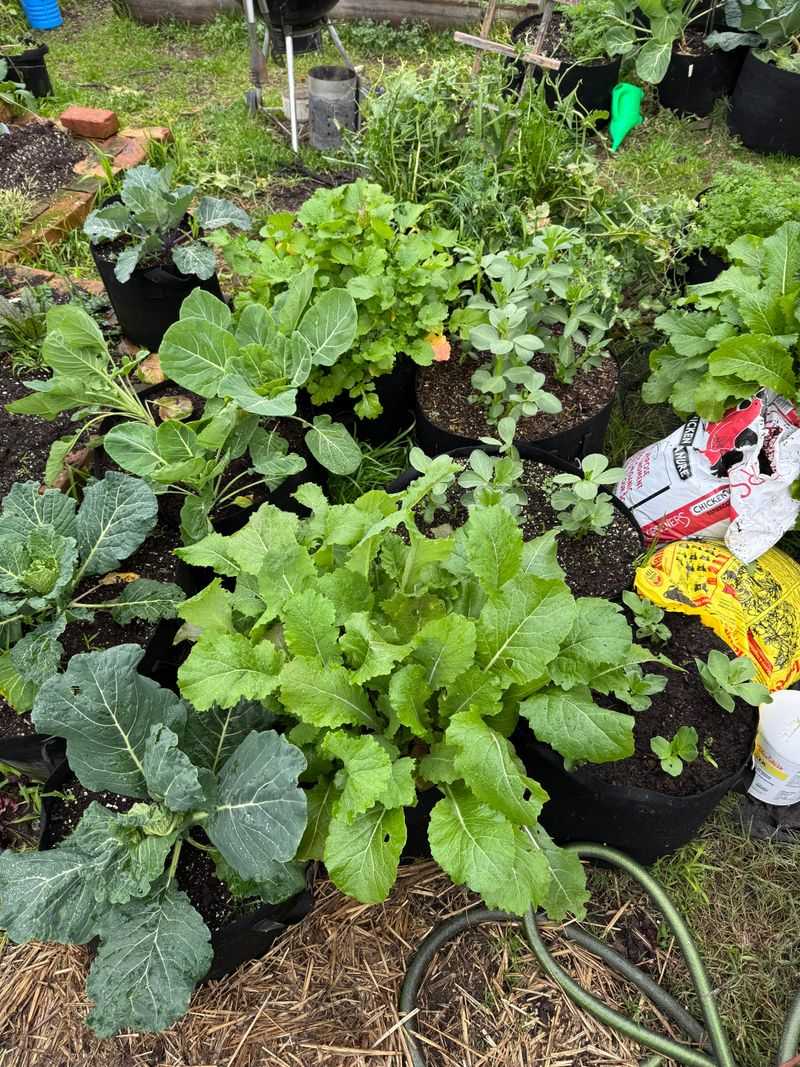 Seasonal Variety Selection