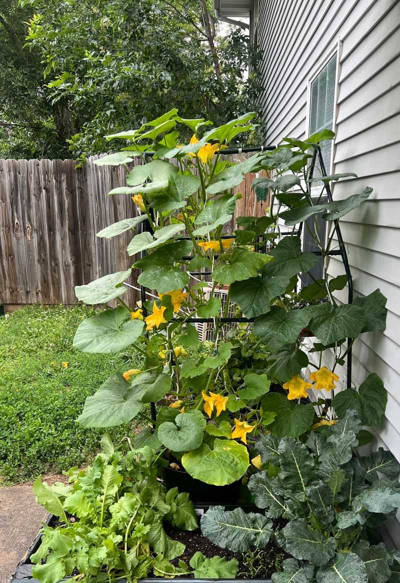 Container Growing Options