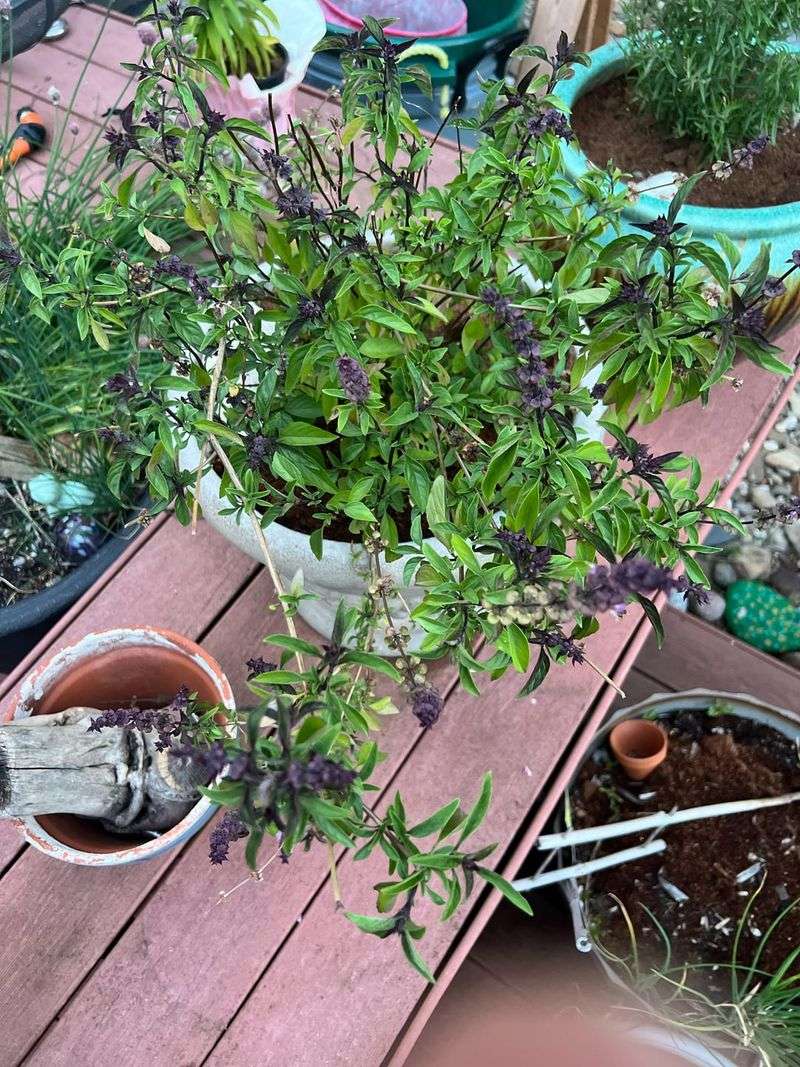 Winter Protection Neglect