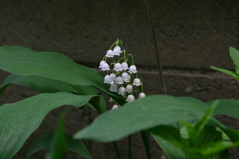 Natural Extract Applications