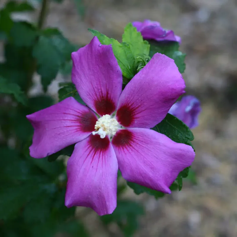 Purple Satin