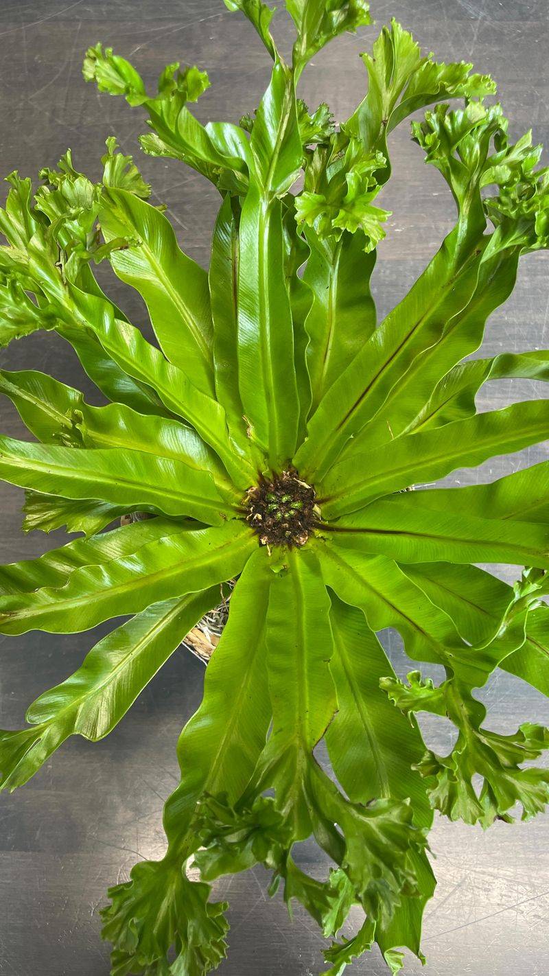 Bird's Nest Fern