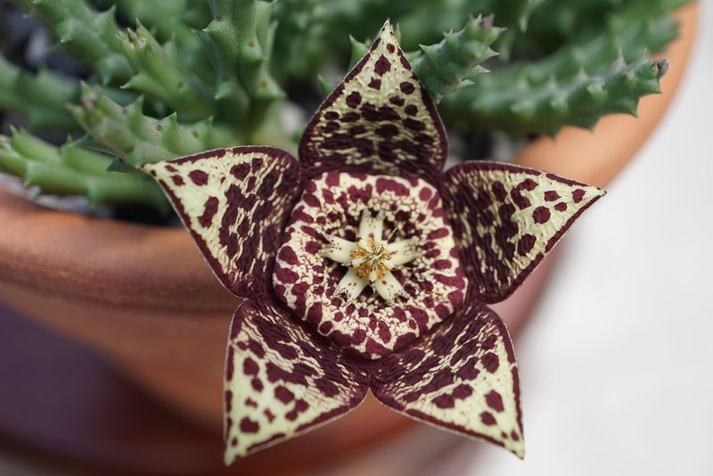 Orbea variegata (Star Flower)