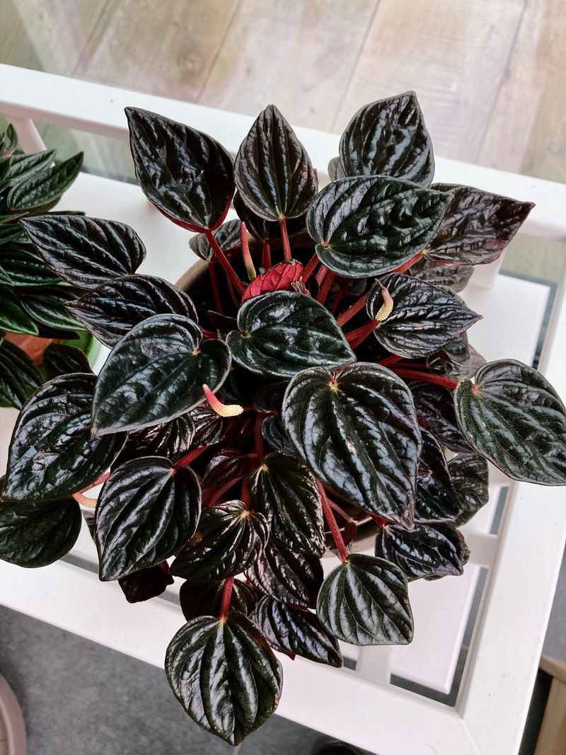 Peperomia