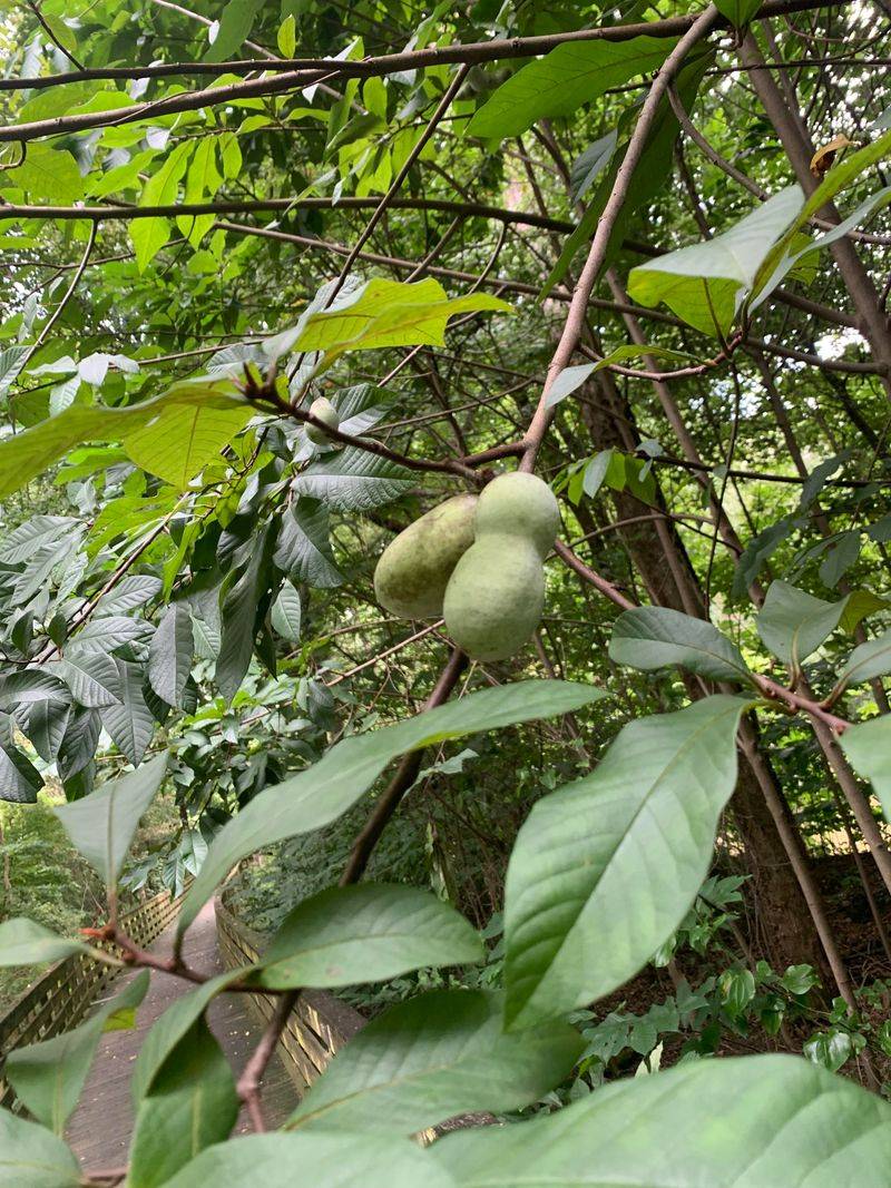 Pawpaw