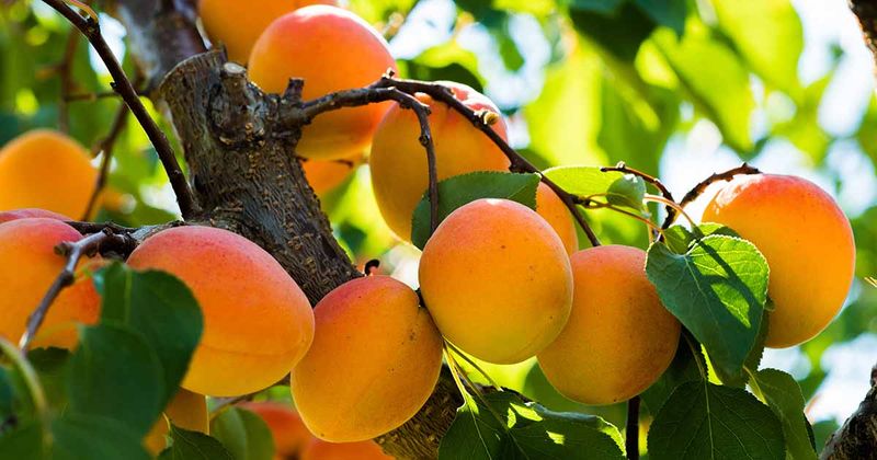 Apricot Trees: Early Summer Deer Attractants