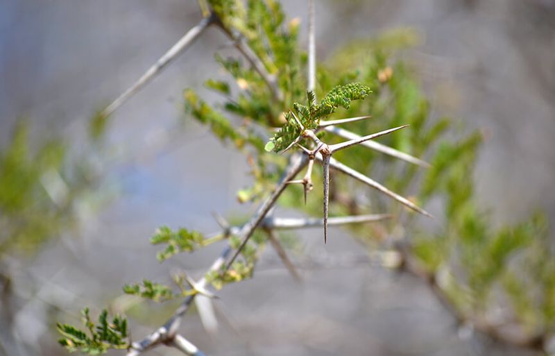 Acacia (Thorny Species)