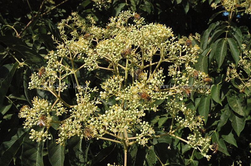 Bee Bee Tree