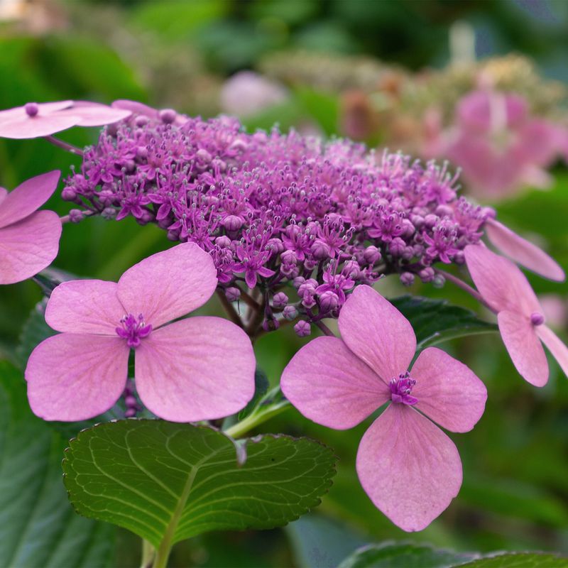 Twist-n-Shout Hydrangea