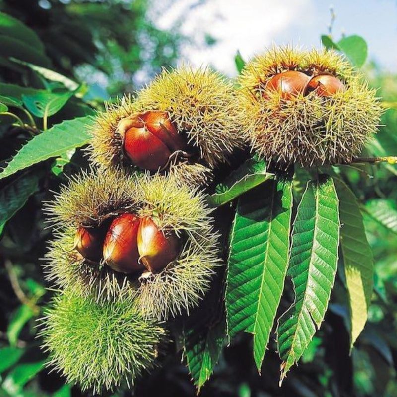 Chestnuts