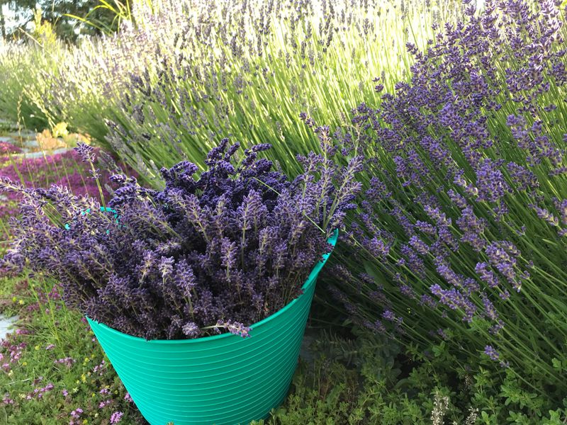 Natural Weed Suppression