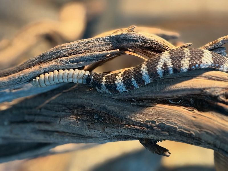 Rattles On The Tail