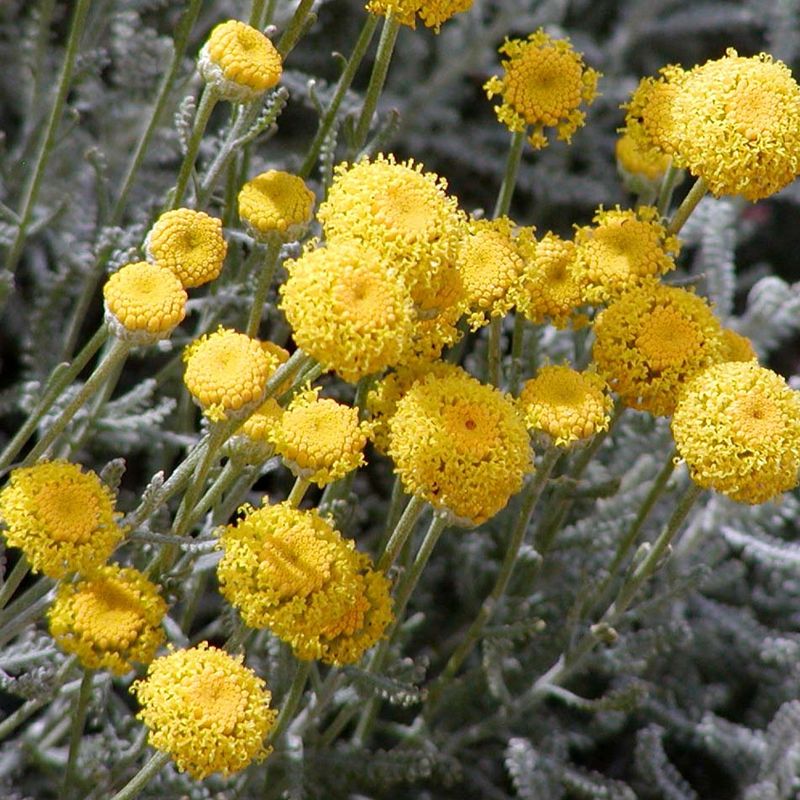 Lavender Cotton