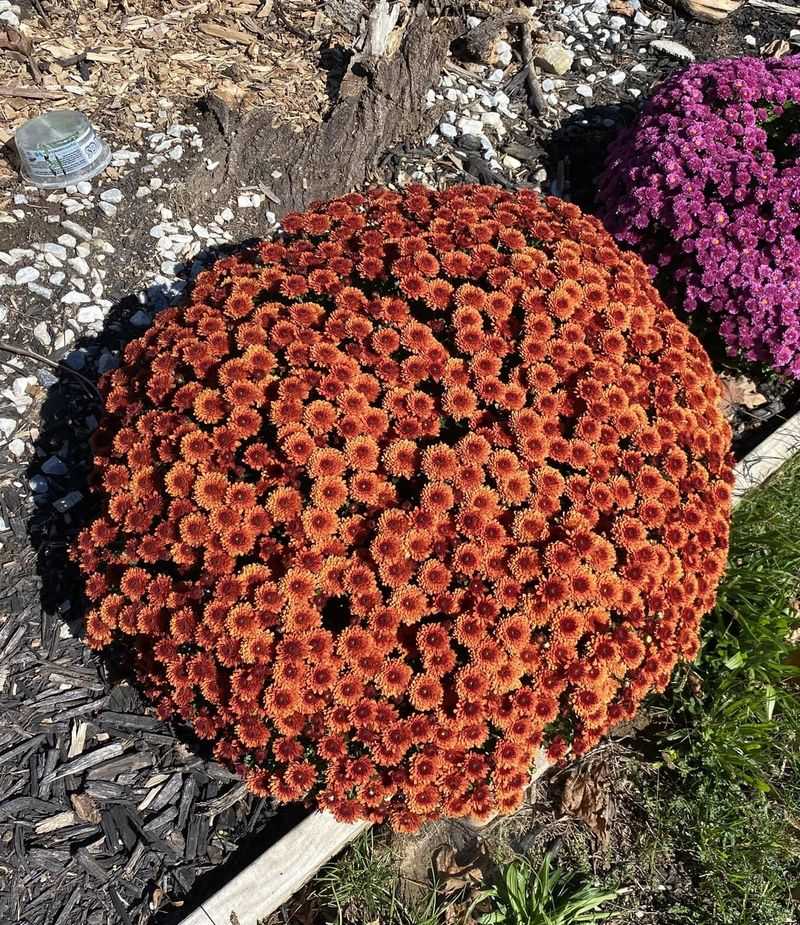 Chrysanthemums (Florist Mums)