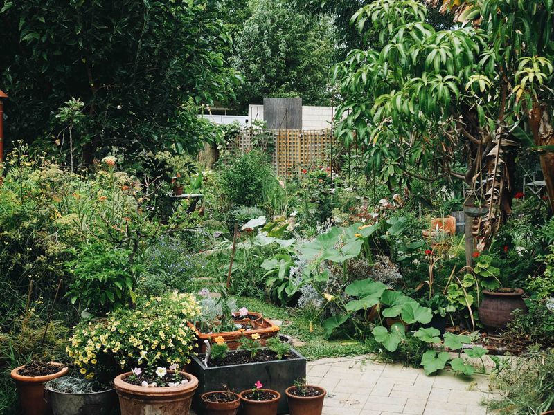 Victory Garden Revival