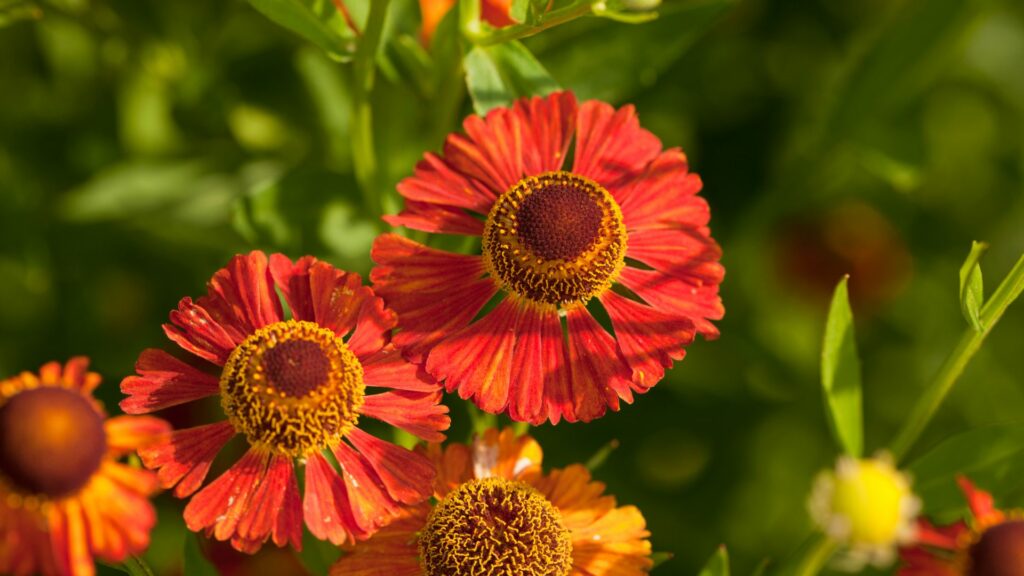 Helenium (Sneezeweed)