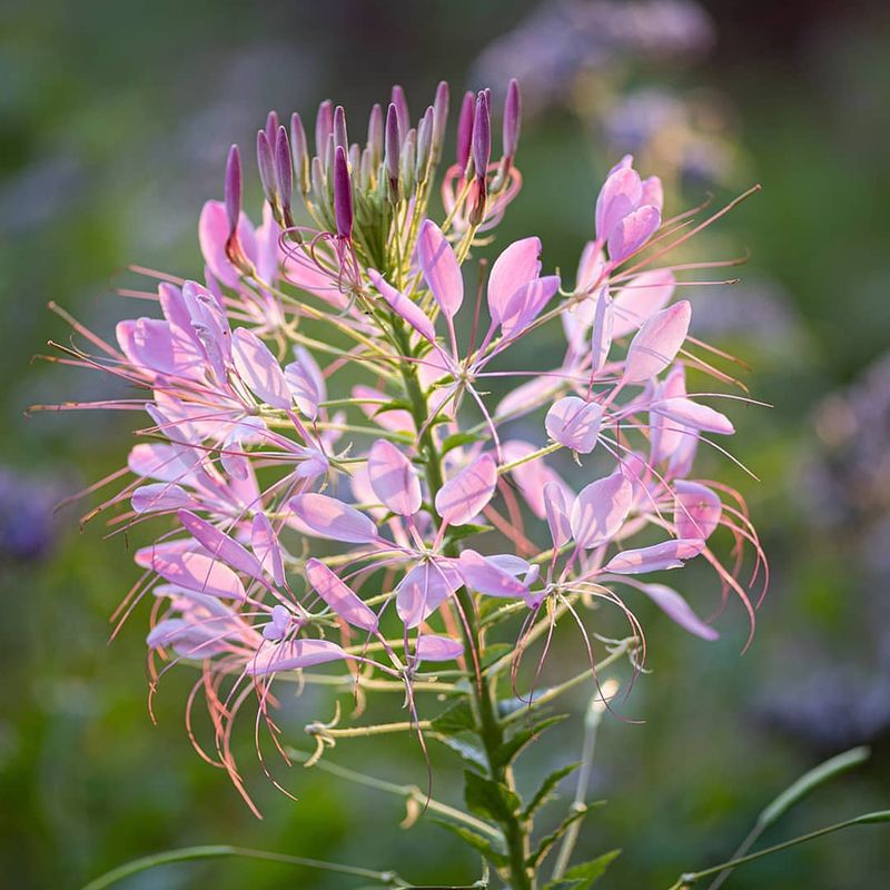 Cleome