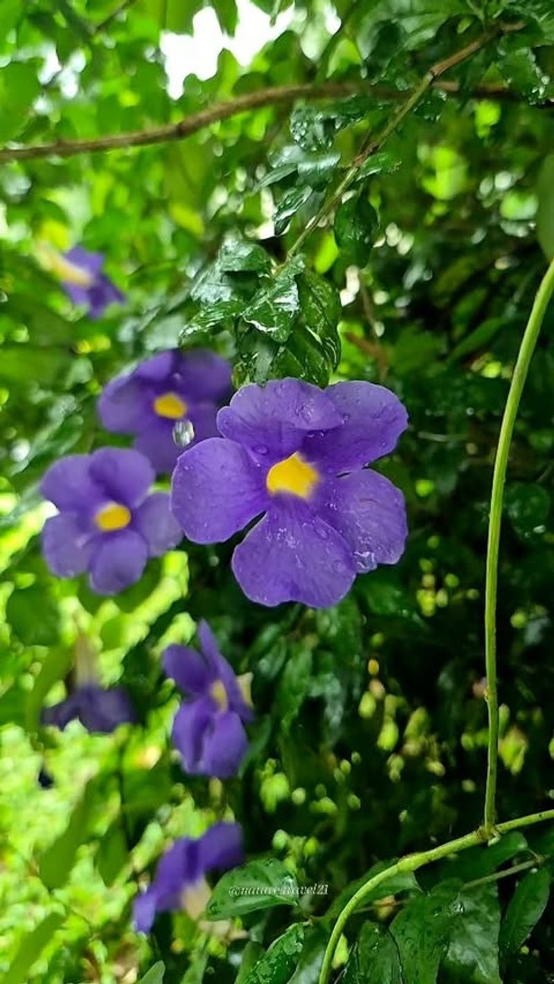 Thunbergia