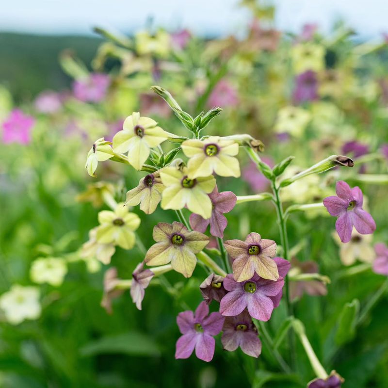 Nicotiana