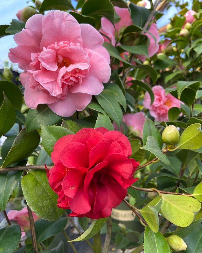 Camellia