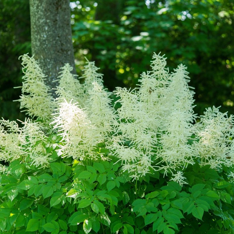 Goat's Beard (Aruncus)