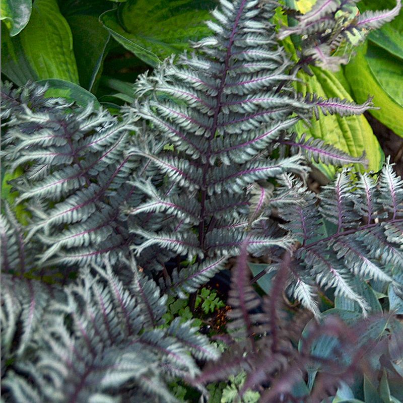 Japanese Painted Fern (Athyrium niponicum)