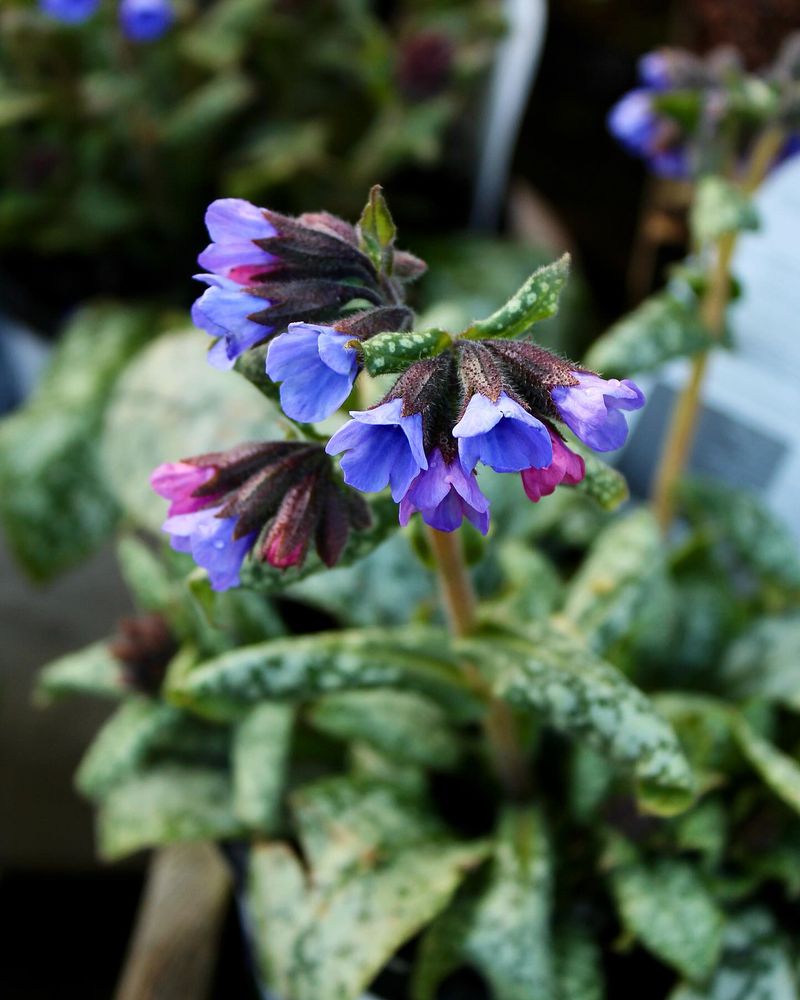Lungwort (Pulmonaria)