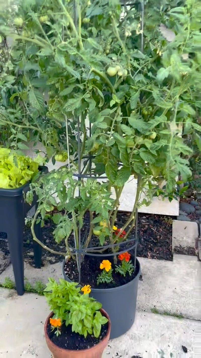 Supports Early Growth