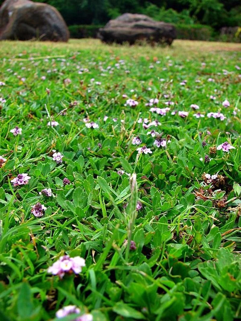 Thrives In Poor Soil Conditions