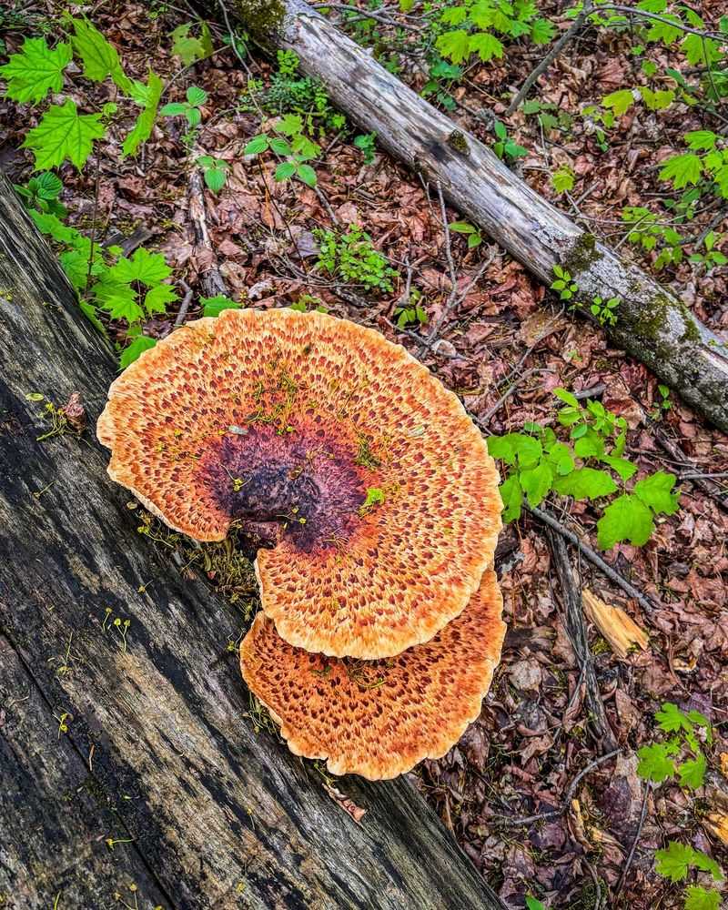 Dryad's Saddle (Cerioporus squamosus)