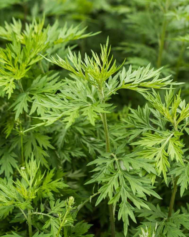 Mugwort (Artemisia vulgaris)