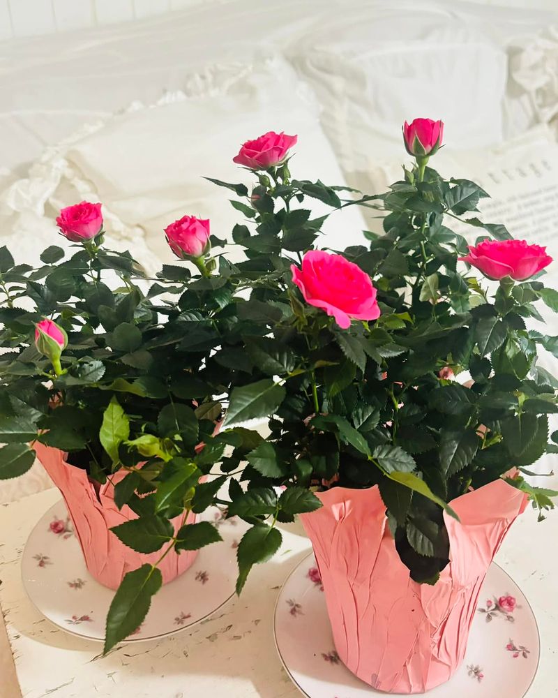 Miniature Rose Collection