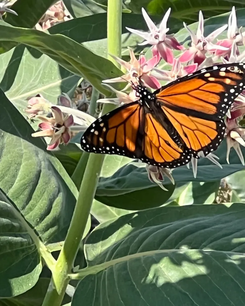 Milkweed Magic