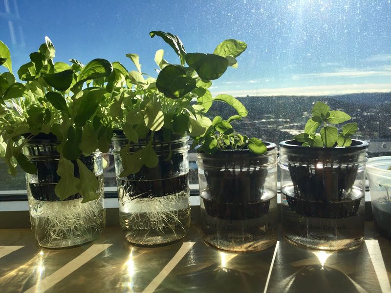 Bucket Hydroponics System