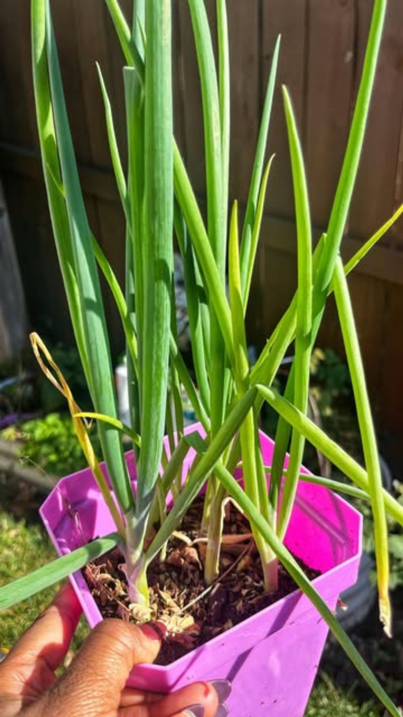 Green Onions: Perpetual Bucket Crop