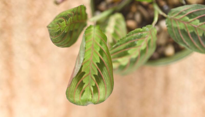 Prayer Plant