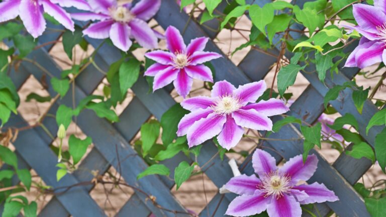 clematis