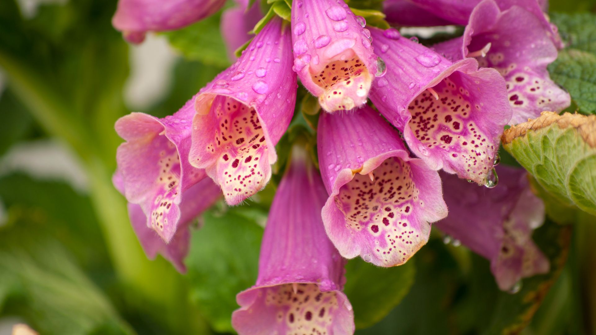 foxglove flower cluster