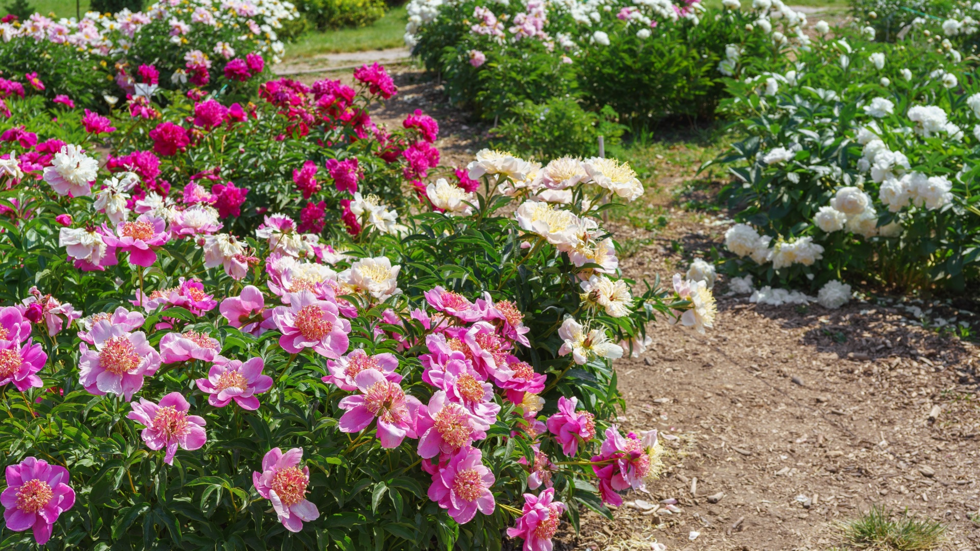 peony garden