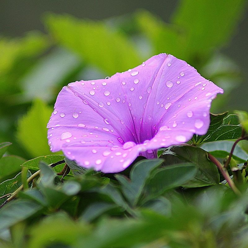 Morning Glory: Spiritual Awakening
