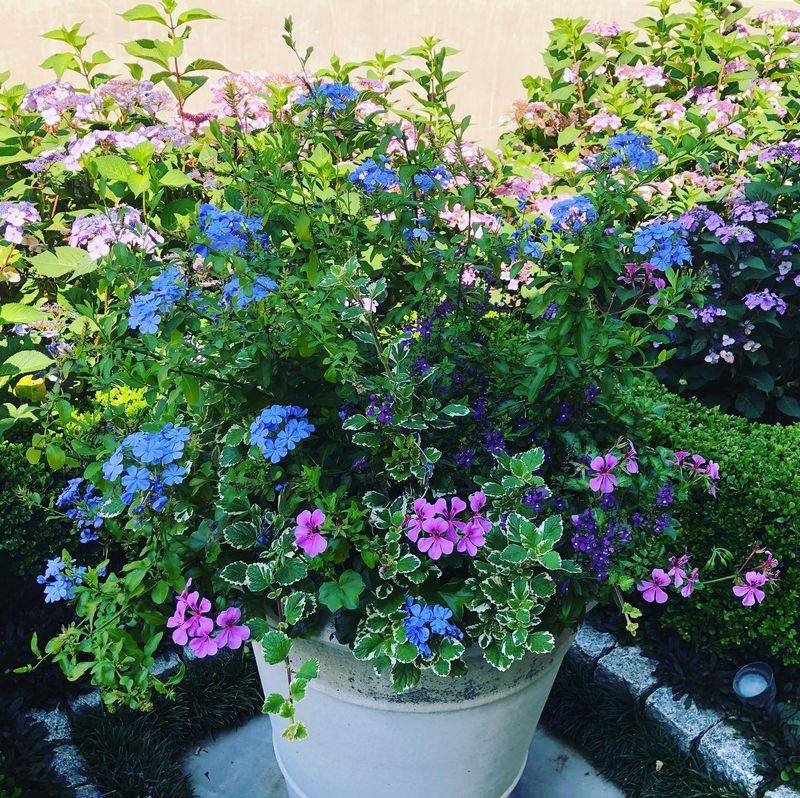 Plumbago and Angelonia