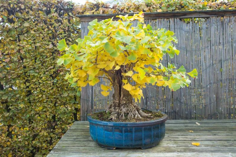 Ginkgo Nuts