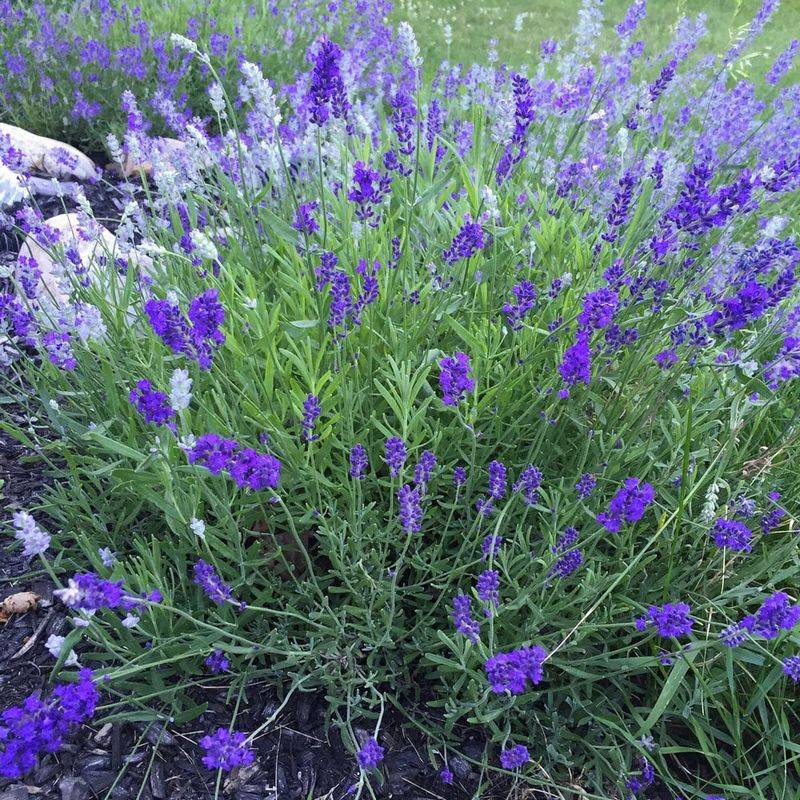 Munstead Lavender