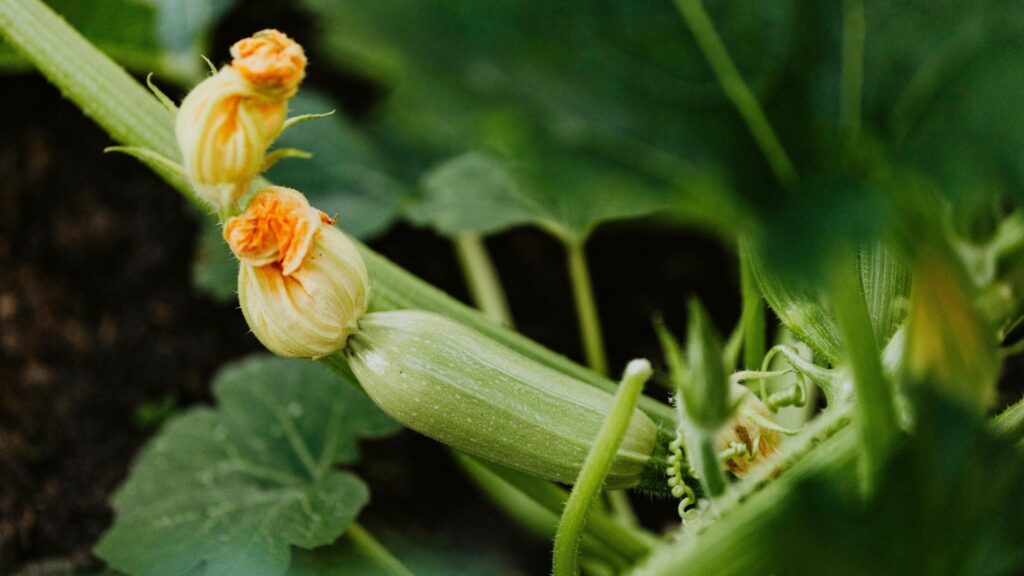 Zucchini 