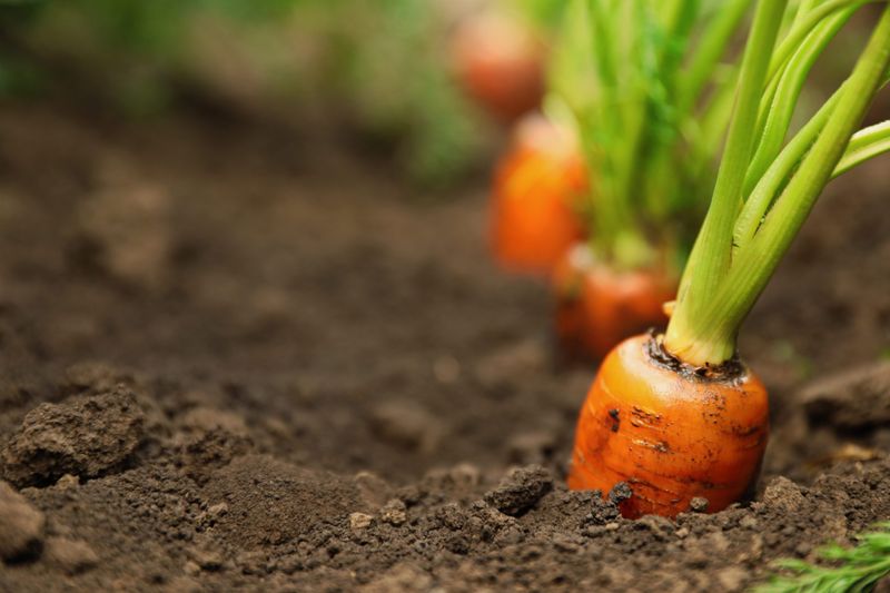 Urea-Based Fertilizers