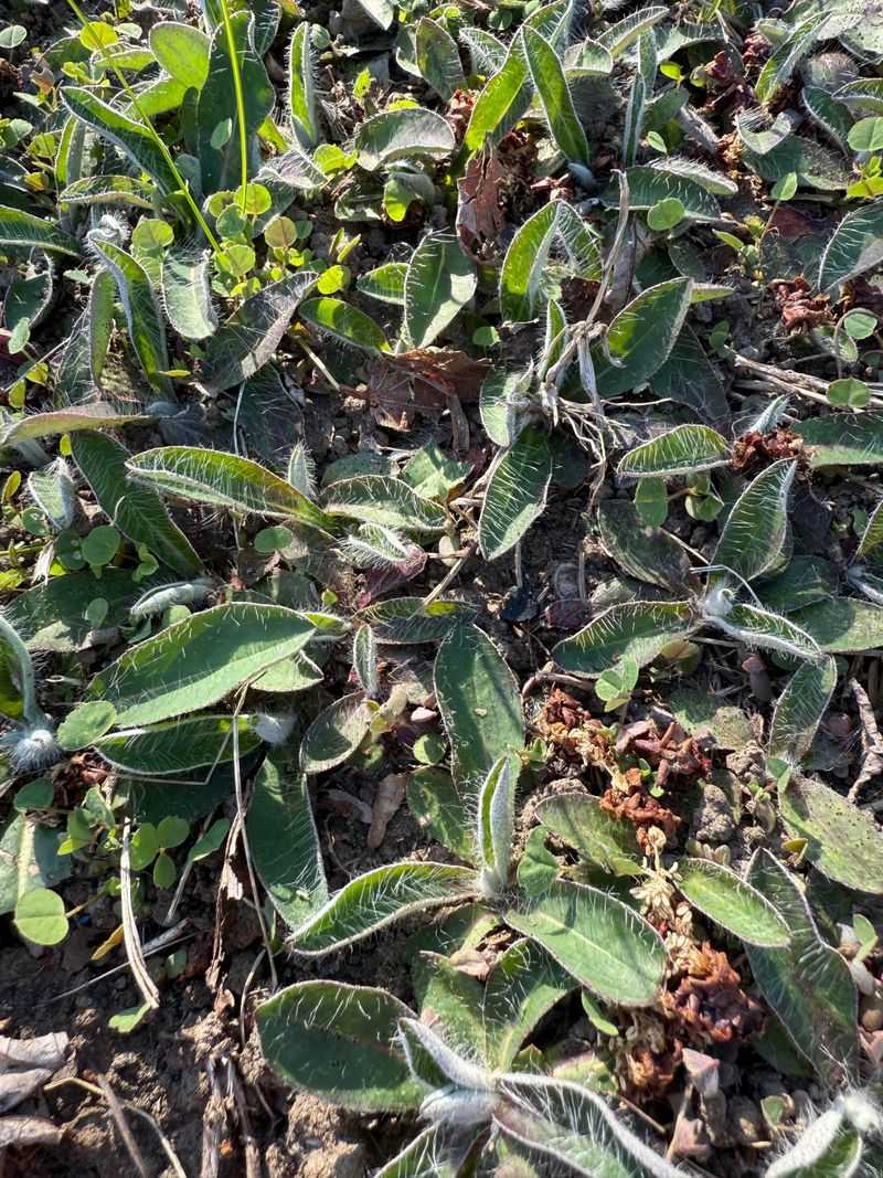 Non-Native Invasive Plants