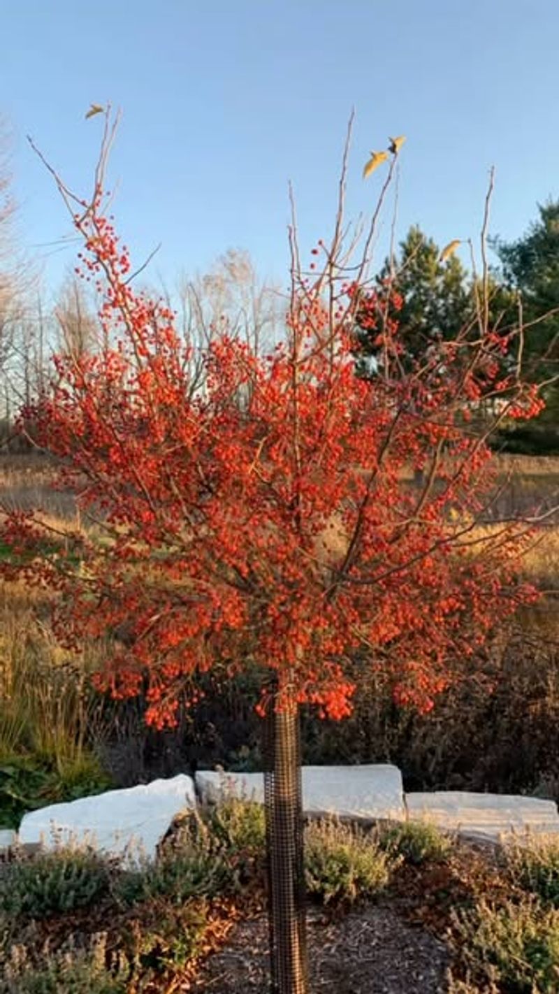 Crabapple