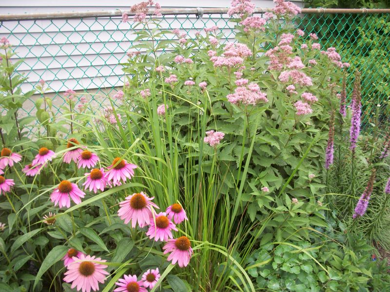 Too Close To Aggressive Plants